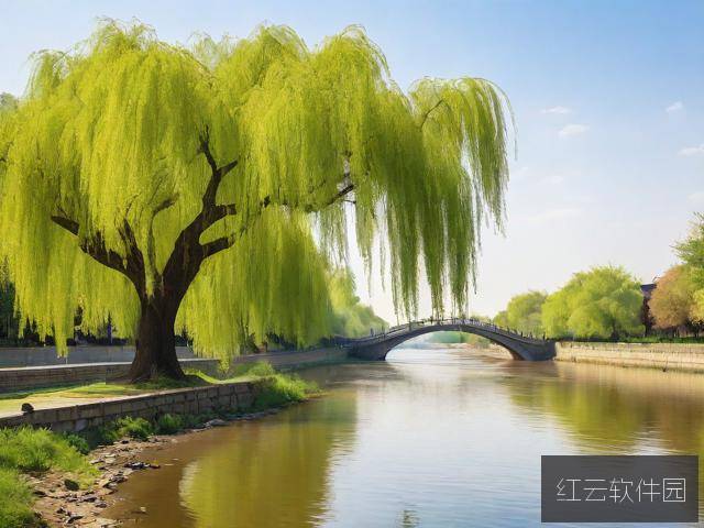 白玉河边双插柳，一株垂柳里的文明密码
