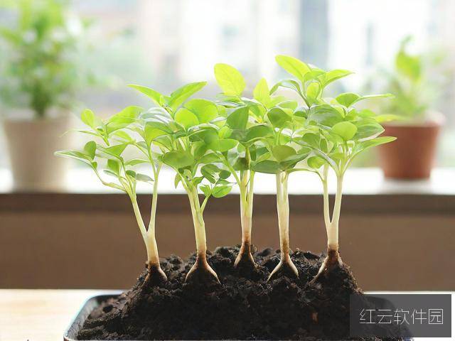 欧式45种扦插方式图片大全，专业园艺指南